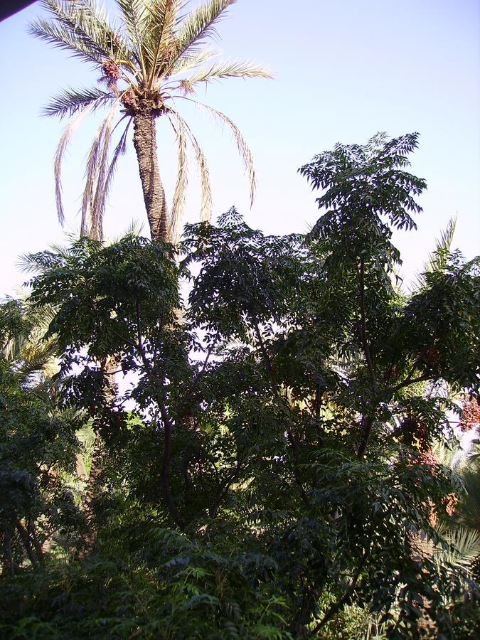 Avec Vue Jardin/majorelle Appartement Marrakesh